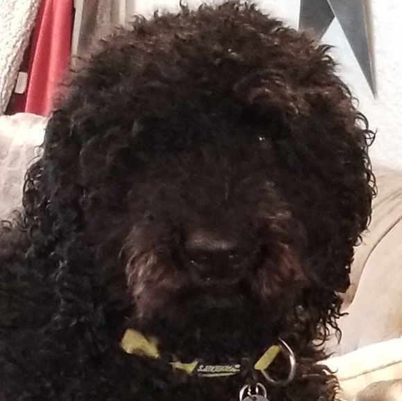 Meet your Posher, Jenn - Picture 4 of 4